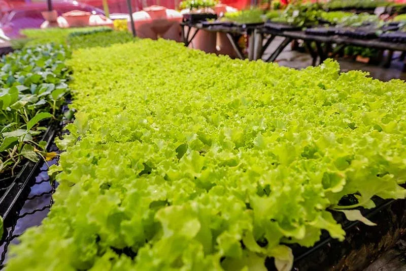 Estufa de mudas na Ponto Agrícola em Araçatuba