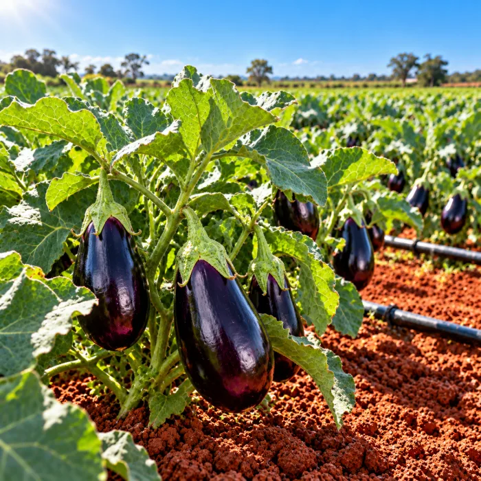 Plantação de berinjela pronta para colher em horta com solo vermelho e gotejamento